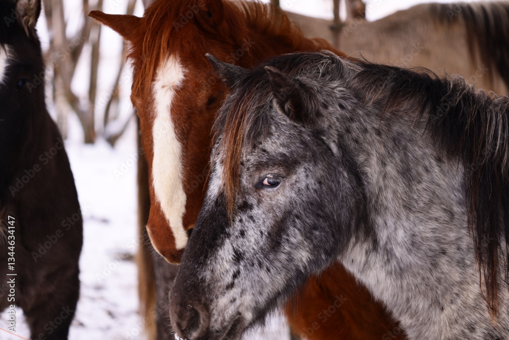 Poster two horses standing next to each other in a snowy environment.