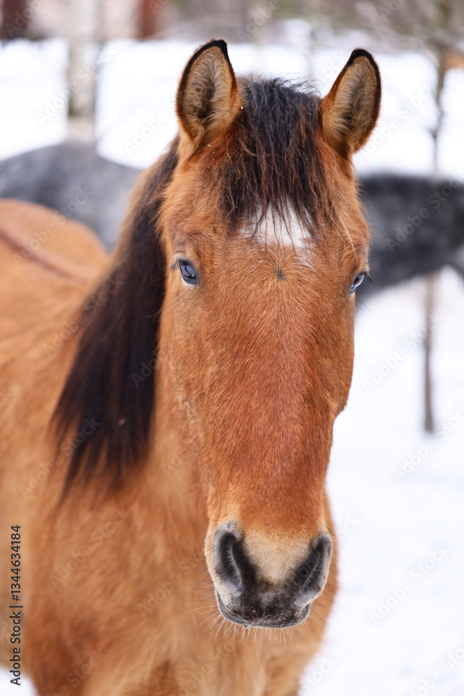 Poster a close-up shot of a horse's face covered with snow.
