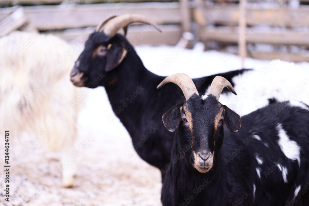 Poster two goats standing side by side in a field or meadow.