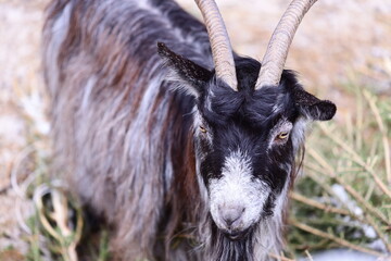 A detailed image of a goat's face and horns.
