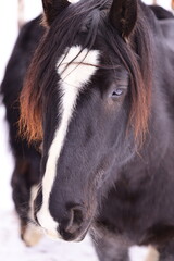 A close-up shot of a horse's face with its mane blowing in the wind.