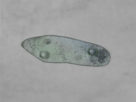 Microscopic of paramecium and amoeba