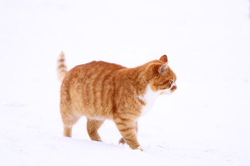 A domestic orange and white cat steps out into a snowy landscape, enjoying the winter weather.