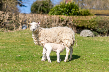 sheep and lamb