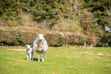 Fototapeta premium sheep and lamb in the field