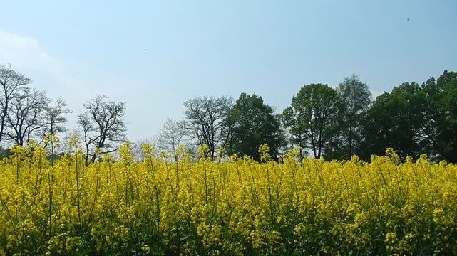 Flowering field of rape with yellow flowers, Hawthorn, Crataegus tree with white flowers, field road, sound of bees and birds singing on sunny spring day - with camera movement.