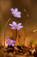 Fioletowe kwiaty Przylaszczki pospolitej w lesie. Wiosna 2025 © mycatherina
