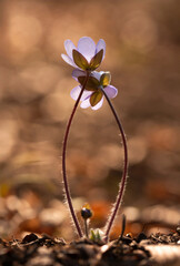 Fioletowe kwiaty Przylaszczki pospolitej w lesie. Wiosna 2025 © mycatherina