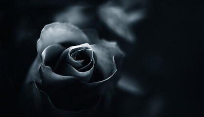 Rose schwarz weiß monochrom mit Platz für Text