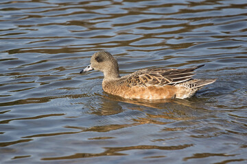 a close up of a female  Eurasian Wigeon, Mareca Penelope, as she swims on the lake. It is also called European wigeon, there is space for copy in the water