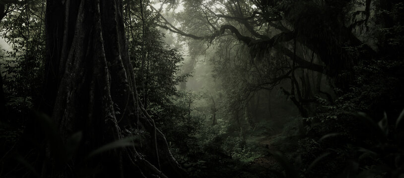 Sunlight streaming through the dense foliage of a tropical rainforest
