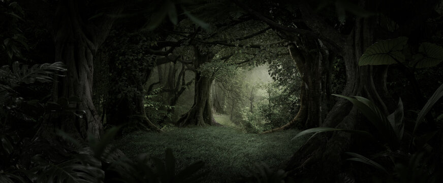 Sunlight streaming through the dense foliage of a tropical rainforest
