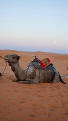camel in the desert