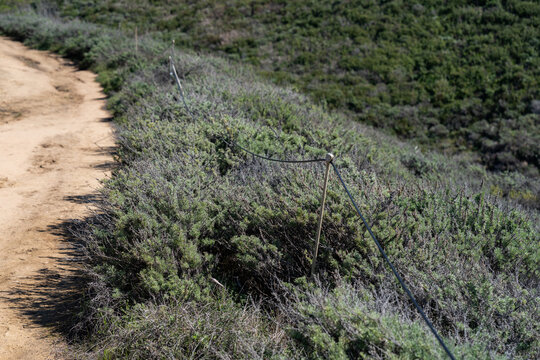 This image depicts a dirt path running alongside a dense patch of wild vegetation, separated by a simple wire fence. The scene captures the contrast between the open trail and the untamed vegetation.