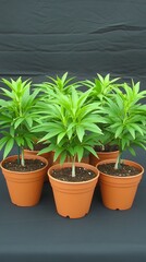 Fototapeta premium Lush Green Plants in Terracotta Pots.