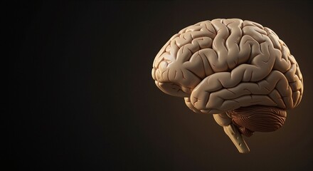 Brain anatomy model showcasing intricate details and textures, emanating a sense of calmness, representing mental processes and health
