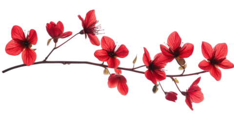 red flower isolated on white