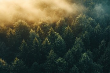 Aerial view depicts misty forest with sunlit treetops and greenery