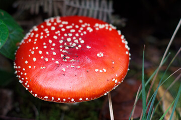 Fly Agaric Mushroom in Guatavita, Cundinamarca, Colombia. Close-up of Amanita muscaria with distinctive white spots