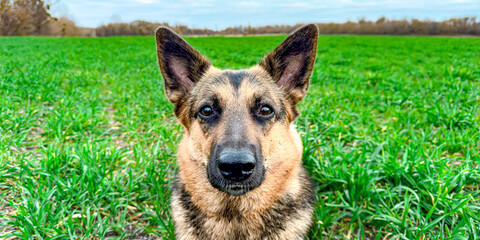 German shepherd dog stands proudly in a vibrant green field under a clear sky during a sunny afternoon