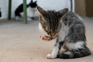 Little kitten in the foreground licks its little paw with its tongue on the cold asphalt