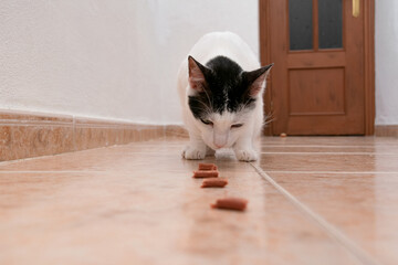 Cat eats a row of edible treats after learning a new game indoors. Pet training.