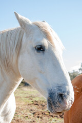 Obraz premium white mare with shiny mane reflecting the sunlight