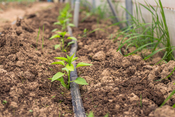 Green pepper stalks in the greenhouse
