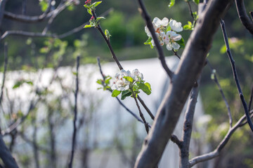apple tree flowers close up