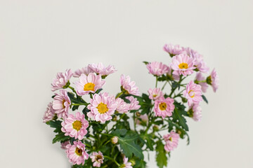 Chrysanthemums. A flowering plant. Pink delicate flowers on a light background.
