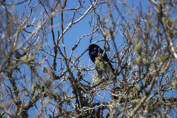 Ave negra en un árbol