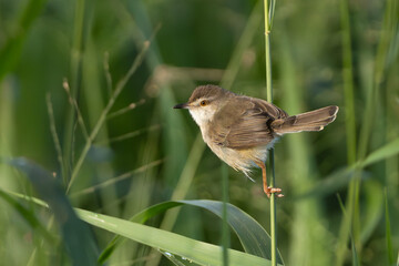 plain prinia, plain wren-warbler, white-browed wren-warbler - Prinia inornata perched on reed at green background. Photo from Wilpattu National Park in Sri Lanka. Copy space left.