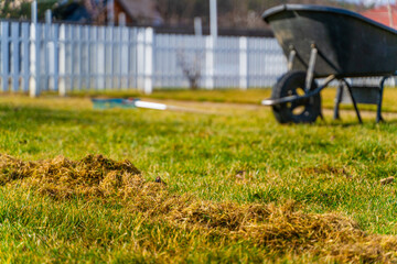 The process of cleaning lawns after winter. Lawn care in spring. Brushing the grass to remove dry grass