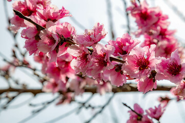 Close up  of blooming almond tree on a sunny spring day. Mediterranean,  Turkey