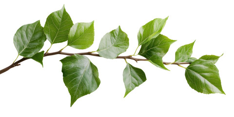 Fototapeta premium green leaves isolated on white