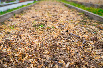 Chicken droppings with sawdust on a vegetable garden bed close-up. Fertilizing the soil with bird...