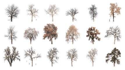 Variety of Trees on Isolated Background