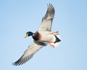 A duck spreads its wings as it flies in for a landing.