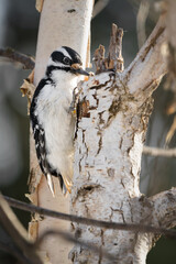 Fototapeta premium A hairy woodpecker perched on a tree.