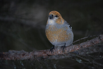A female pine grosbeak perches on a tree branch. 