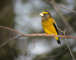 Profile of a male evening grosbeak in beautiful light.