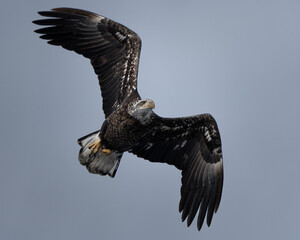 A young bald eagle flaps its wings while soaring high in the sky.