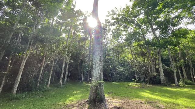 trees in the forest