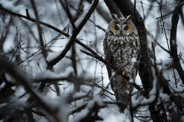 A long-eared owl perched deep in a snowy forest.