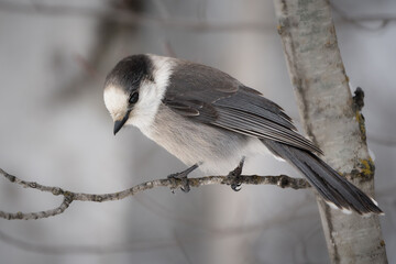 A Canada jay, also known as a gray jay, perched in a tree in winter.