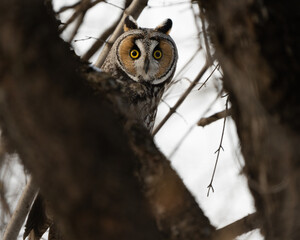 A long-eared owl opens its eyes wide as it looks around.