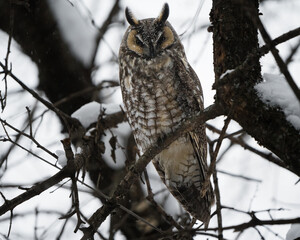 A long-eared owl resting on a branch on a snowy day. 