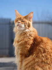 A red Maine Coon cat sitting outdoors and enjoying the sunlight. Close up.