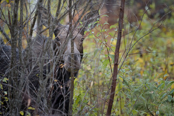 A curious cow moose looks out from behind some branches in a forest on an autumn day.