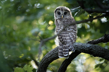 A barred owl looks over its shoulder while perched deep in the forest on a summer day.